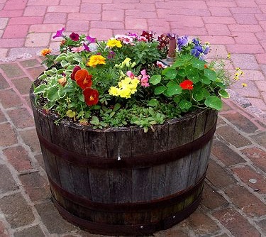 barrel planter